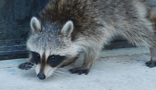 Raccoon Removal in Angola
